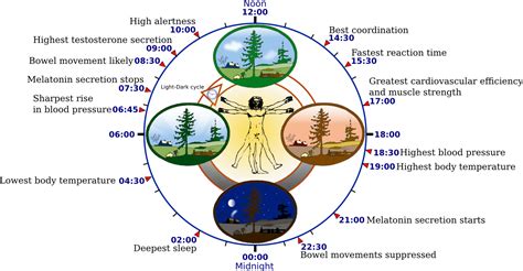 Exploring Daisy Hot's Biological Clock, Elevation, and Physique Metrics