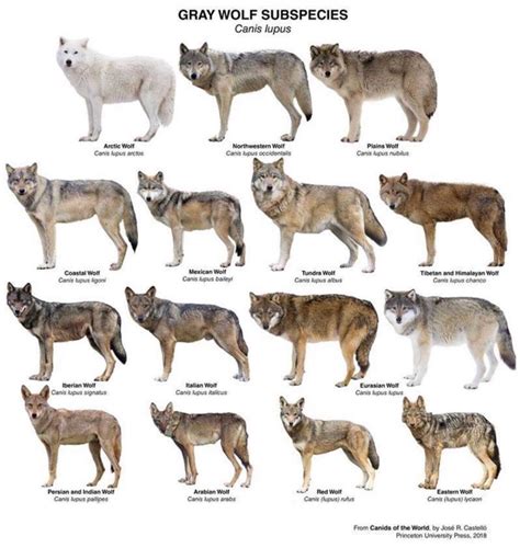 Exploring Different Types of Pet Wolves: Choosing the Right Breed