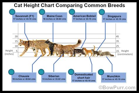 Exploring Isabell Cat's Height