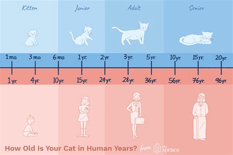 Exploring Kitty Socal's Age and Height