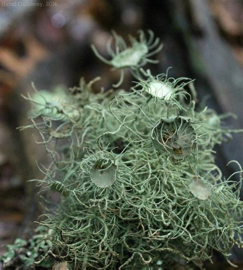 Exploring Usnea Lichen's Vertical Dimensions and Physical Composition