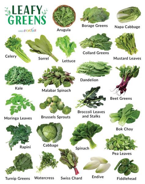 Exploring Varieties: Understanding the Various Categories of Leafy Greens and Their Nutritional Advantages