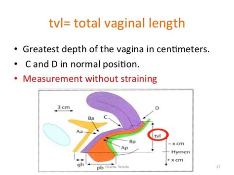 Exploring Vicki Vagina's Vertical Dimensions and Measurements