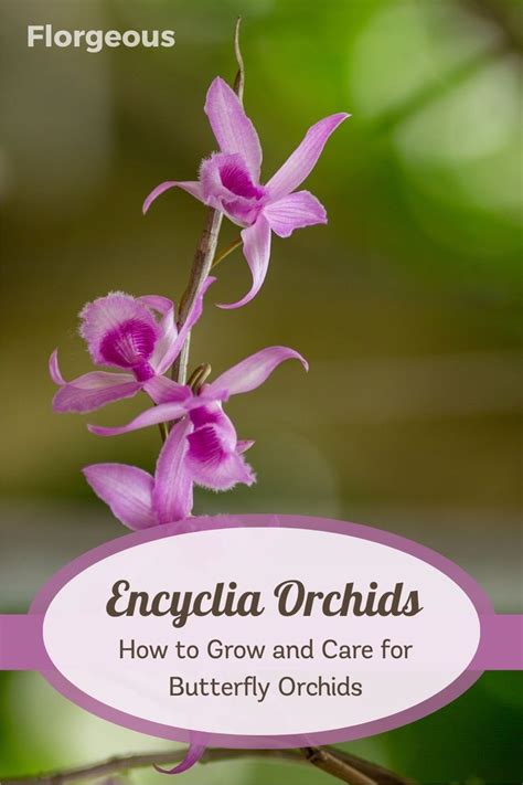 Exploring Vynessa Orchid's Key to Success