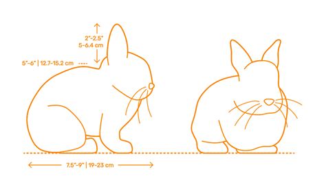 Exploring Wee Bunny's Elevation and Dimensions