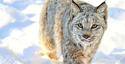 Exploring the Behaviors and Habits of Young Lynx