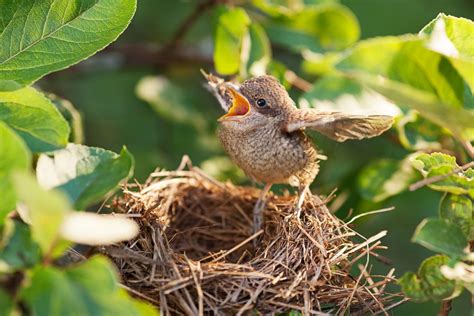 Exploring the Connection Between Nestlings and Nurturing