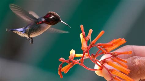 Exploring the Connection Between Plump Avian Creatures and Self-perception