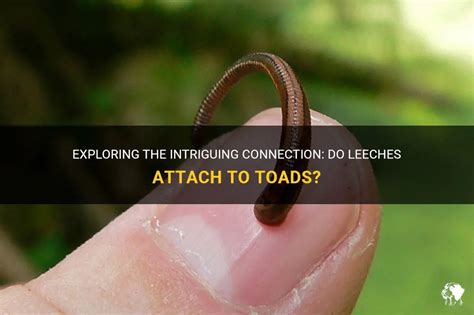 Exploring the Connection between Leeches and Emotional Drain