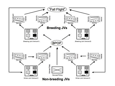 Exploring the Connection between Waterfowl and Influence