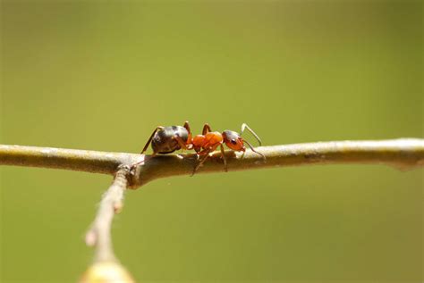 Exploring the Cultural Significance of Ants and Maggots