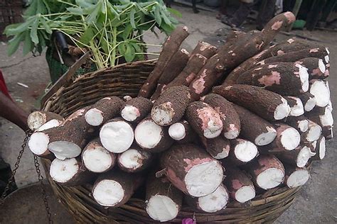 Exploring the Cultural Significance of Cassava in Different Regions