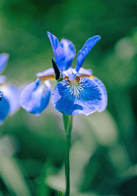 Exploring the Cultural Significance of Symbolism Surrounding Iris Hues