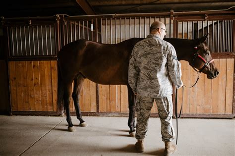 Exploring the Different Paths to Finding Your Ideal Equine Partner