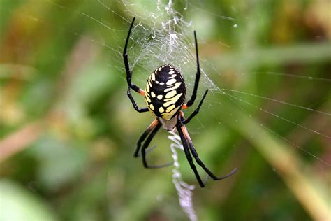 Exploring the Diverse Species of Garden Spiders