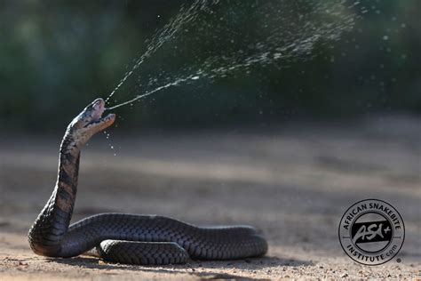 Exploring the Diverse Species of Spitting Cobras