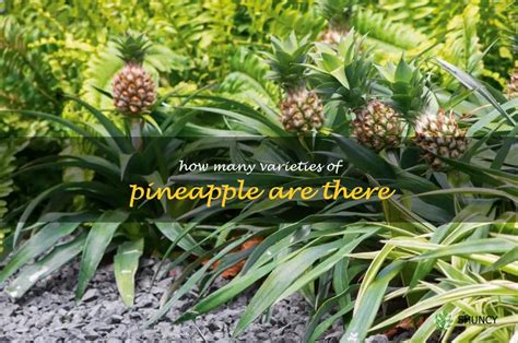 Exploring the Diversity of Pineapple Species