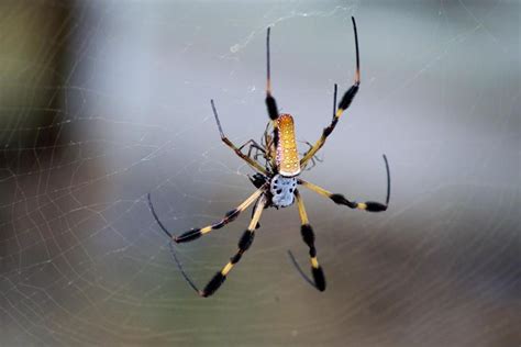 Exploring the Ecological Importance of Golden Silk Spiders in their Native Habitats