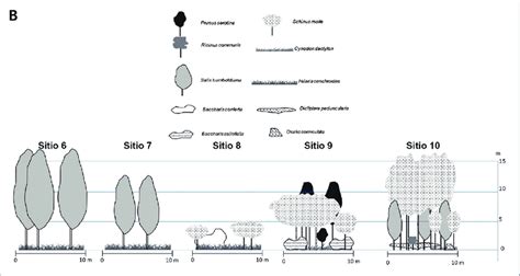 Exploring the Emotional Impact of Dreaming About a Thunderbolt-Stricken Arboreal Structure