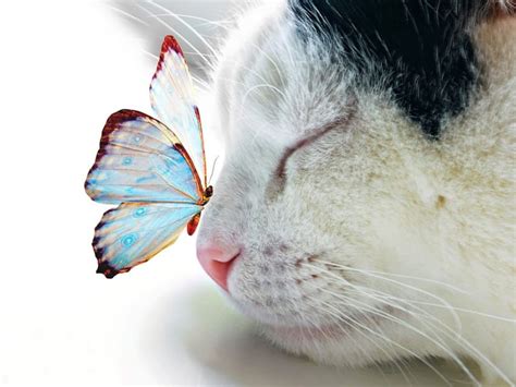 Exploring the Emotional Impact of a Butterfly's Gentle Touch