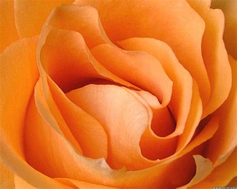 Exploring the Emotional and Spiritual Meaning of Delicate Apricot Roses