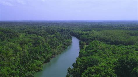 Exploring the Enchanting Flora and Fauna in Dense Woodlands