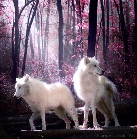 Exploring the Enchanting World of Wolves