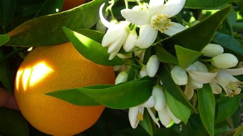 Exploring the Enigmatic Aroma of Orange Blossoms