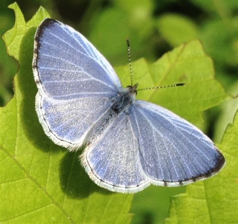 Exploring the Enigmatic Importance of the Majestic Azure Butterfly