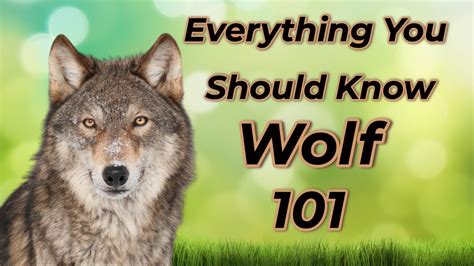 Exploring the Enigmatic World of Wolf Communication and Behavior