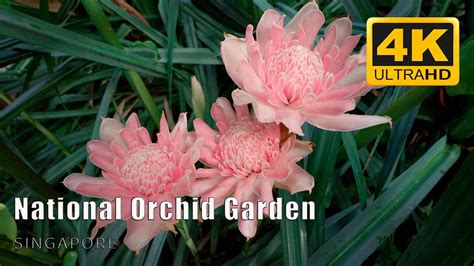 Exploring the Essential Figures in the Enchanting World of Dreaming Orchid Court