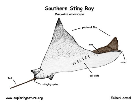 Exploring the Evolution of Stingray Design