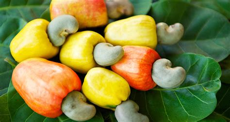 Exploring the Exotic Flavor of Cashew Fruit