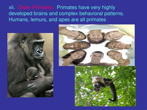 Exploring the Fascinating Behavioral Patterns of Ebony Apes