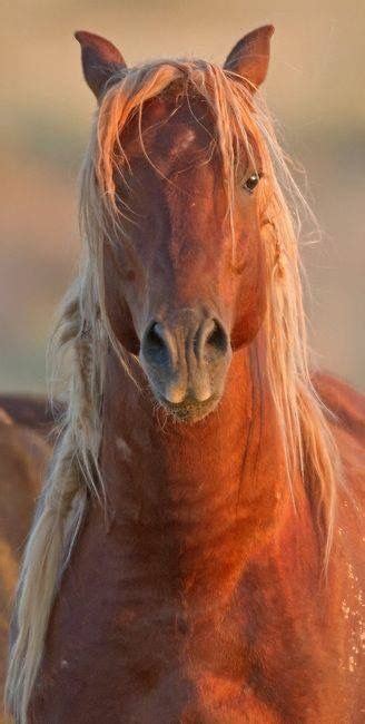 Exploring the Fascinating Bond Between Humans and Majestic Equines