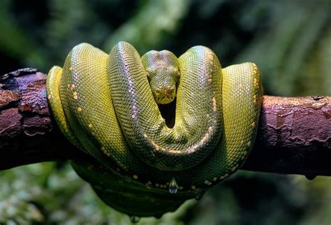 Exploring the Fascinating Relationship Between Snakes and the Natural World