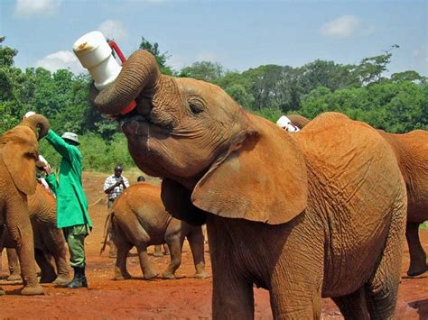 Exploring the Fascinating World of Orphanages for Young Elephants