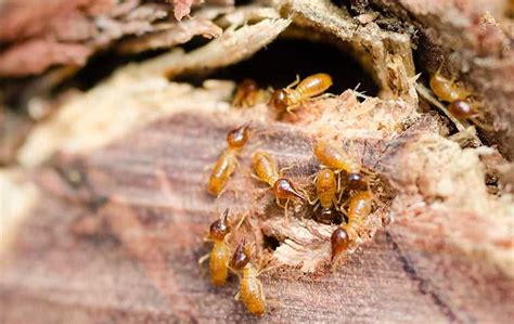 Exploring the Fascinating World of Termites