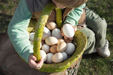 Exploring the Fascination: Is Collecting Eggs Simply a Hobby or a Search for Symbolic Significance?