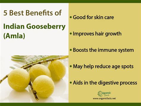 Exploring the Health Benefits of Gooseberry: Boosting Immunity and More