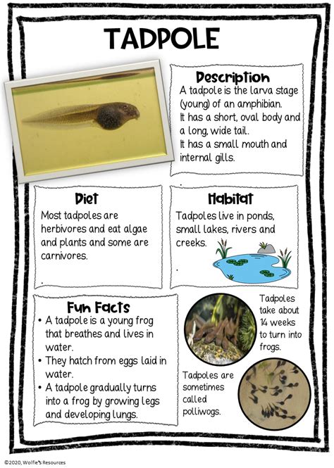 Exploring the Hidden Hazards in the Tadpole's Subaqueous Habitat