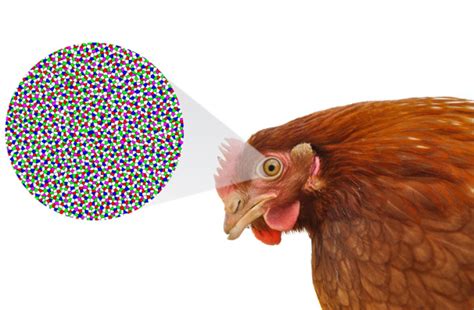 Exploring the Hidden Significance of Uncooked Poultry Vision