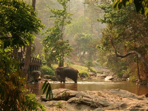 Exploring the Hidden Wonders of Nature: Experiencing the Enchanting Jungles of the World