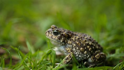 Exploring the Historical and Cultural Significance of Toad Symbolism