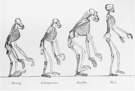 Exploring the Historical and Cultural Significance of the Colossal Primate in Various Societies