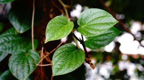 Exploring the Impact of Betel Leaf Reveries in Artistic Expressions and Literary Narratives