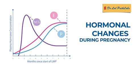 Exploring the Impact of Hormonal Fluctuations on Dreams during Pregnancy