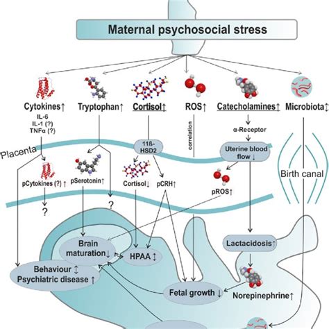 Exploring the Impact of Psychosocial Maternal Desires