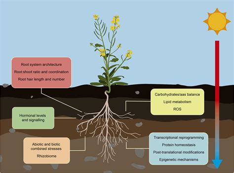 Exploring the Influence of Environmental Factors on Root Systems in the Context of Climate Change