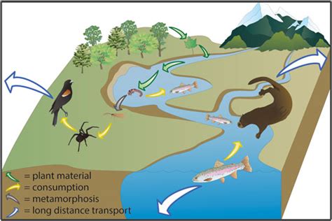 Exploring the Intriguing Connection between Intimacy and Aquatic Environments